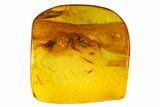 Five Detailed Fossil Flies (Diptera) In Baltic Amber #145486-4
